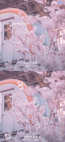 樱花将灿 冬尽风暖