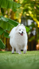 Why do dogs wake up their owners