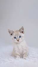 猫咪写真乖巧指南