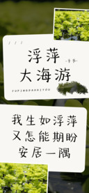 浮萍大海游