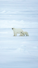 Polar Bear Walking in an Arctic