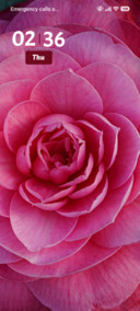 Pink Bloom
