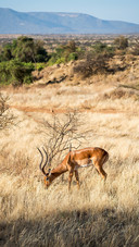 Antelope Grazed on The Grassland