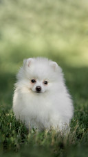 shutterstock_1773808289