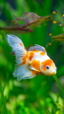 Beginners guide to avoiding pitfalls in fish farming 2