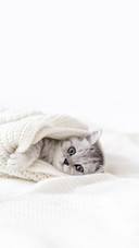 Cute Little Striped Scottish Fold Kitten Cat on White