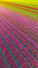 Aerial view of tulip fields in Denmark
