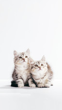 Two Kittens Looking Ahead