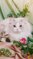 猫中的小仙女