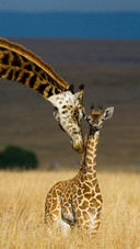 The Female Giraffe And Her Cubs