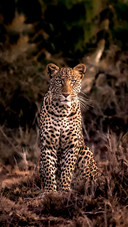 Wild animal danger cheetah leopard