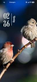 Night Perch