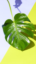 Net red green plant turtle backed bamboo 02