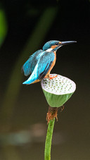 Lovely bird-01