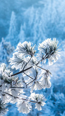 The beautiful scenery of snowcapped mountains and rime