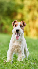 Dog32