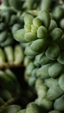 Macro Plant  with 11lite 5g