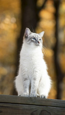 Cute Cat in Forest