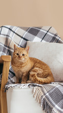 Red-Headed Bright Cat Sits on A Chair