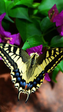 Farfalla in giardino