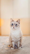 A Blue Eyed Tabby Cat Pon Playing On The Garland