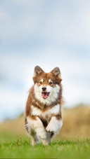 Purebred Dog Puppy Outdoors on Sunny Summer Day