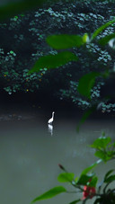Deep in the secluded lotus the shadows of egrets are