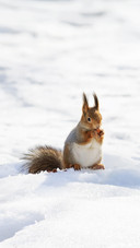 Beautiful Fluffy Squirrel Eating Nuts on White Snow
