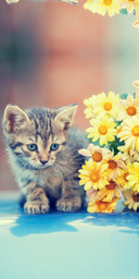Cat_DWM19