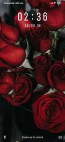 Red Roses_3MDS