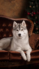Dog219
