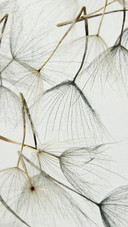 White cure-01