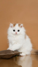 A Cute Kitten in The Room