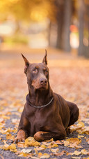 Dog135