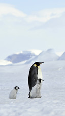 Lovely Penguins on Snow