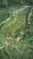 Beautiful Terraced Fields