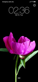 Peony (JD)