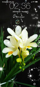 Lilies bloom