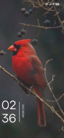 Red Finch