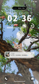 ins 树上的猫