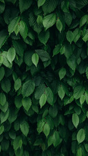 Green eye protection wallpaper