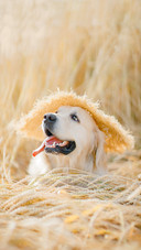 Golden retriever lies in the summer