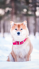 Dog330