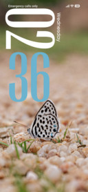 Colorful Butterfly