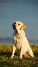 Cute Dog Sitting on The Grass Outdoors
