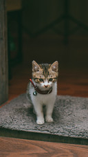 Cute Cat at the Door