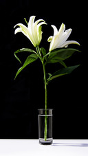 Beautiful and delicious flowers 97