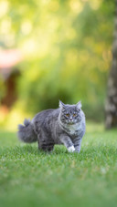 Cat with White Paws and Fluffy Tail Walking on the Lawn