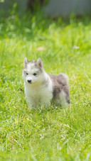 shutterstock_1058758502