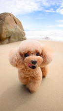 Poodles playing by the seaside